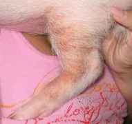 Miniature Pig Health Care