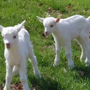 Saanen Goat
