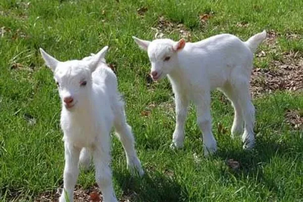 Saanen goats