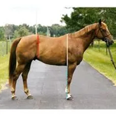 horse conformation #conformation