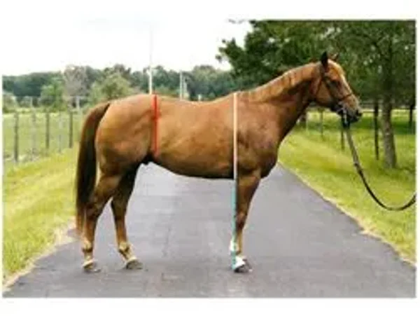 horse conformation #conformation