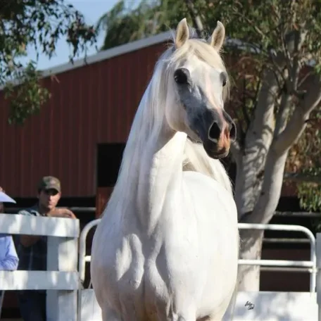 Luxmere Farenza (Falcon BHF x TA Jihana Bey by Genesis C)