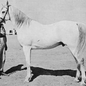 SHAHLOUL