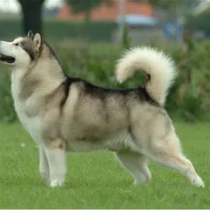 Alaskan Malamute