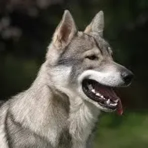 Tamaskan