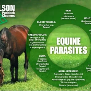 Horse Care - Parasite Management