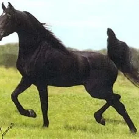 NV Beau Bey