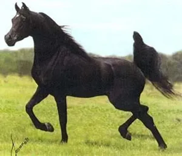 NV BEAU BEY