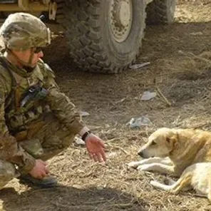 Nowzad Dogs Animal Rescue