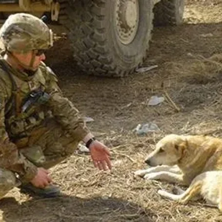 Nowzad Animal Rescue