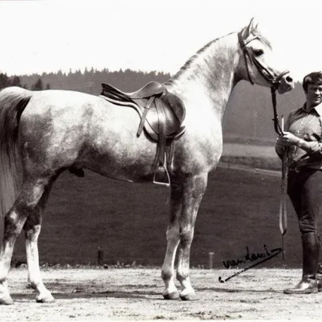 El Shaklan during his horse trials in Germany.