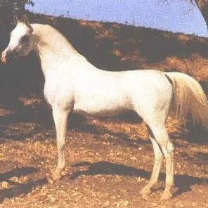 *ARAMUS