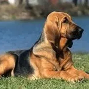 Bloodhound