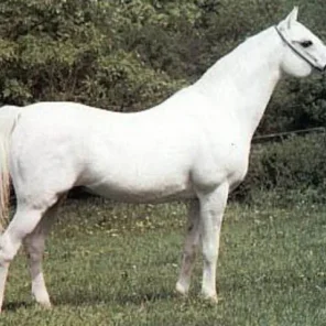 PALAS