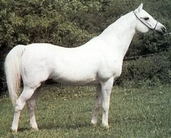 PALAS