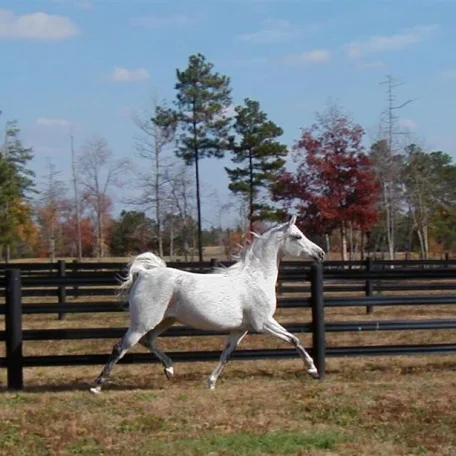 TA Jihana Bey at Luxemere Arabians