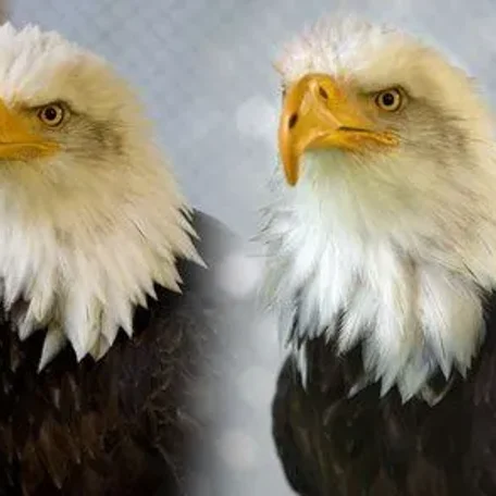 Beauty the bald eagle...before and after.