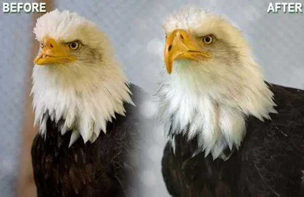 Beauty the bald eagle...before and after.