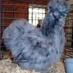 Bearded Blue Silkie Bantam