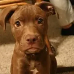 Boston Lab (Designer Dog)