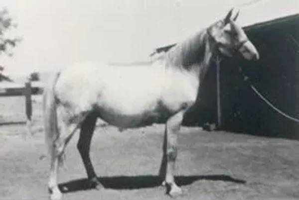 Raseyna