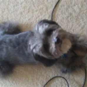 Rufus