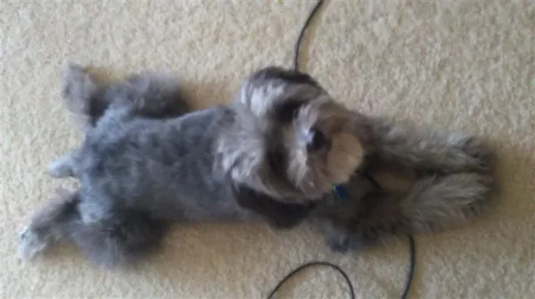 Rufus