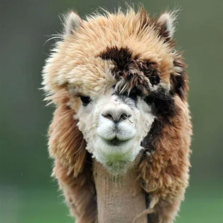 Alpaca History
