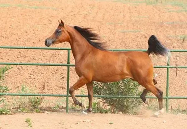 Abha Qanah