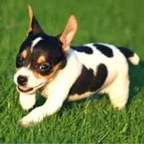Jack-Rat Terrier (Designer Dog)