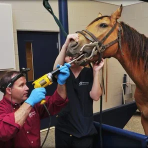 Horse Care - First-aid Kit