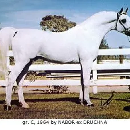 DRUZBA...1996 Polish Arabian Stallion