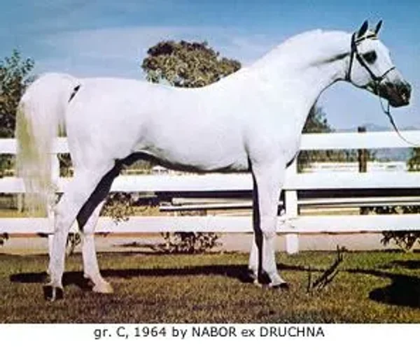 DRUZBA