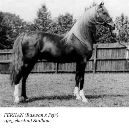 Ferhan