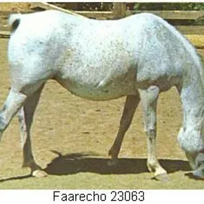 Faarecho