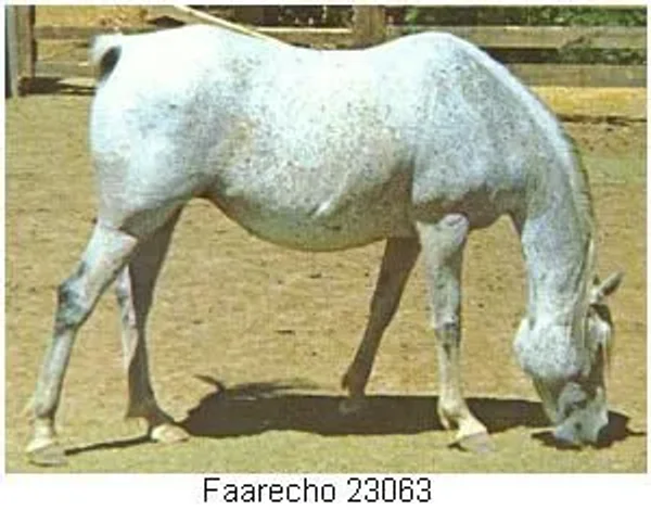Faarecho