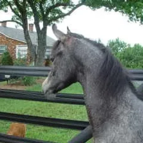 My dear friend Toni taking pic’s of her beloved Max playing with Farenza!