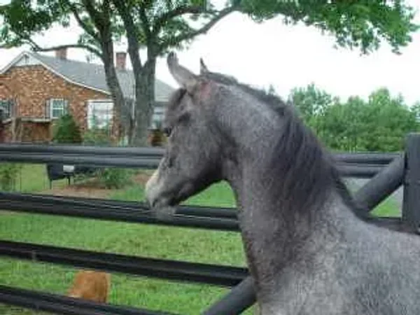 My dear friend Toni taking pic’s of her beloved Max playing with Farenza!