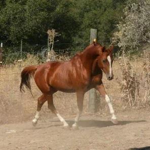 Celzeus