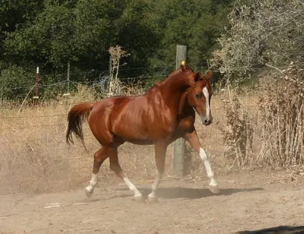 Celzeus