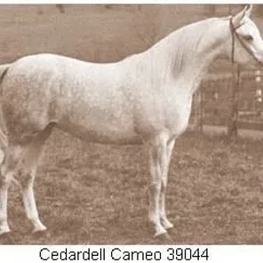 Cedardell Cameo