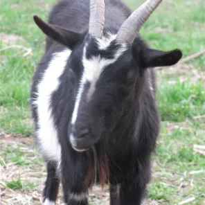 Mommy Goat
