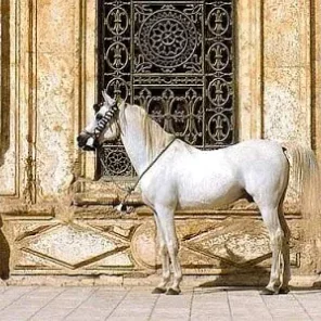 MOURAD