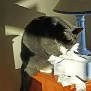 Is a Cat Right for You?