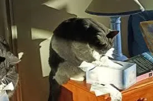 Cats as Pets