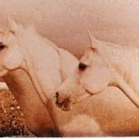 Galatife, Impedida, Imelina