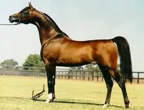 Ali Jamaal