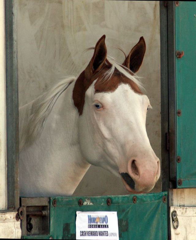 Horse Markings