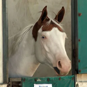 Horse Markings