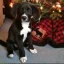 Heart of Minnesota Animal Shelter